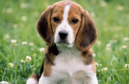 给爱犬梳理毛发的方法有哪些？看完你就知道了！