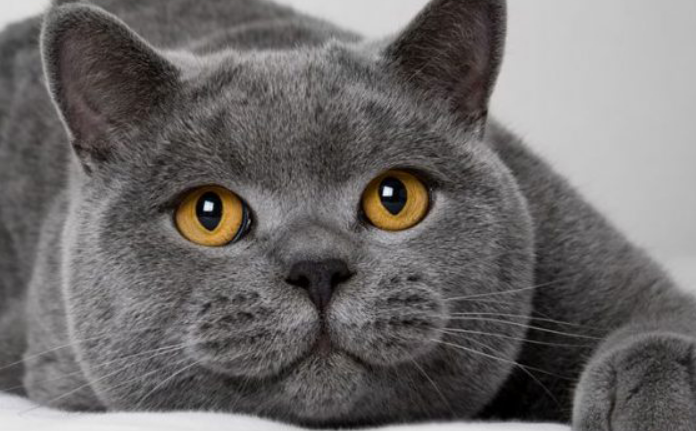 猫蛋蛋变黑什么原因?未必是猫咪生病哦 猫蛋蛋变黑什么原因?未必是猫咪生病哦