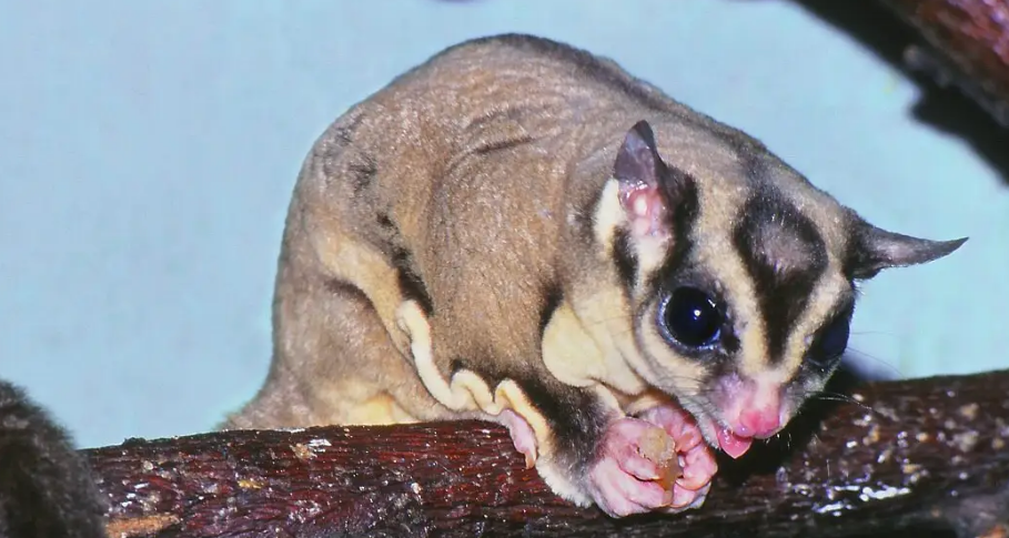 想知道蜜袋鼯可以几天不吃吗，来看看吧~