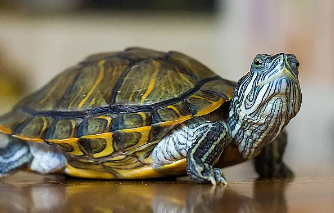 乌龟吃水草吗？来这了解下吧