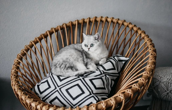 为什么给猫咪换粮后会软便拉稀？