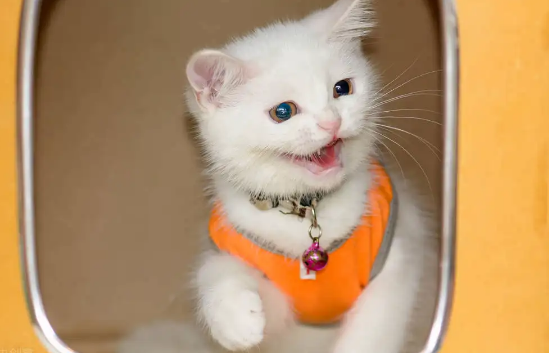 回家乘坐汽车大巴，可以携带猫咪吗？