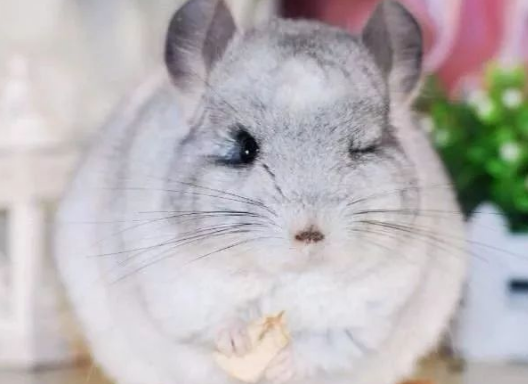 纯白龙猫生病了？别担心，这份治疗方法可收藏！