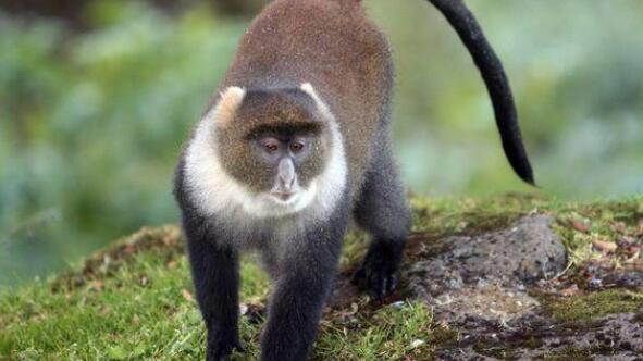 白领青长尾猴原来是这样的，长见识了！