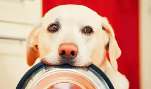 狗狗发出呜呜的声音是什么意思？结合实际情况就能轻松判断