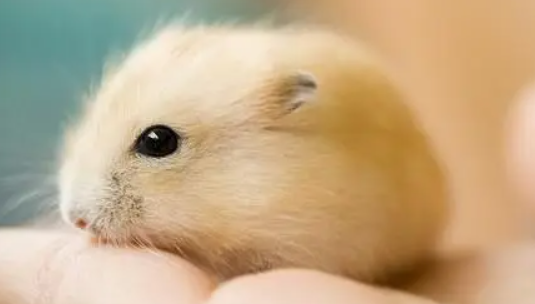 今日科普：仓鼠跑了怎么快速找到