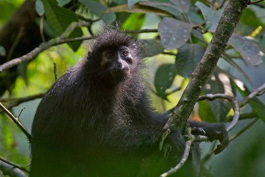 毛皮漂亮的黑疣猴声音居然这么洪亮