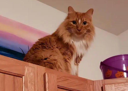 猫咪不愿意睡猫窝？是因为这5大原因