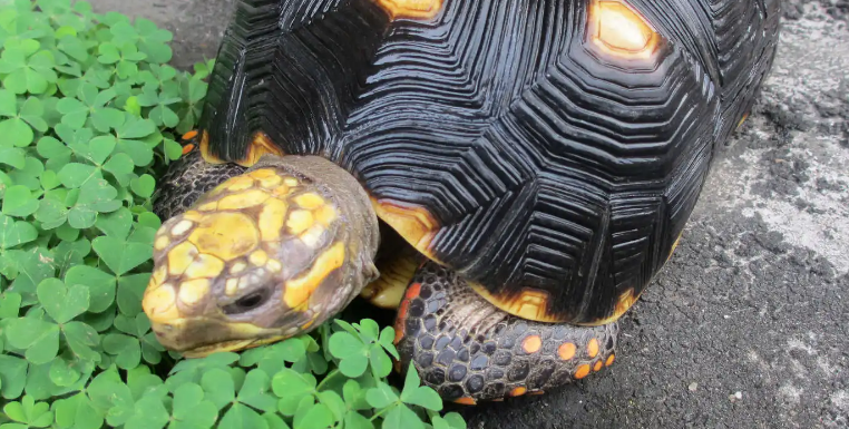 陆龟隆背什么意思？来了解一下吧