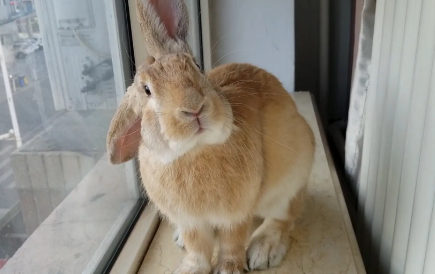 塞北兔属于保姆兔吗？想知道答案的看这里