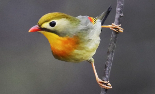 相思鸟如何分公母？来看看吧