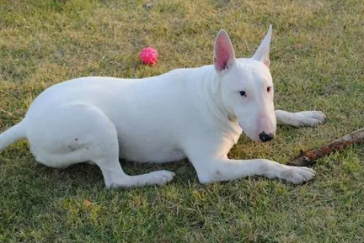 喜欢脸长的狗狗?那么这篇文章不能错过~ 喜欢脸长的狗狗?那么这篇文章不能错过~