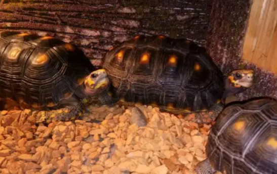 红腿陆龟性格怎么样，看看适不适合你养