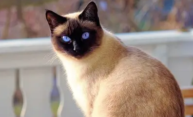 暹罗冬天变黑后还会变白吗？一起来了解一下吧！