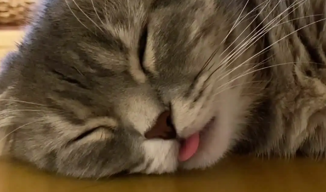 猫热的一直吐舌头怎么办？方法很简单