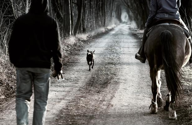 蛋白质含量对宠物奶粉有多重要？盖夫金冠羊奶粉提升营养核心