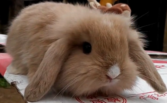 兔子可以洗澡吗，疑惑的小伙伴来看看吧