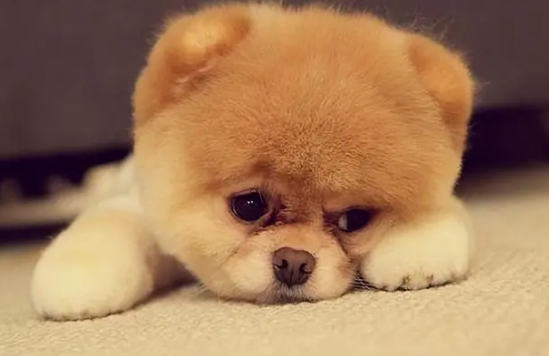 养狗知识:扒一扒狗要吃狗粮的原因 养狗知识:扒一扒狗要吃狗粮的原因