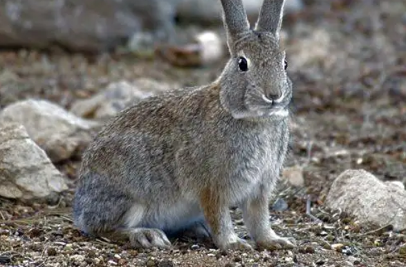 新手看过来，沙漠棉尾兔饲养方法