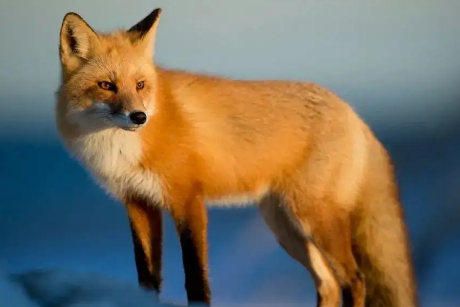 关于妲己的表妹赤狐-097，你需要知道的讯息