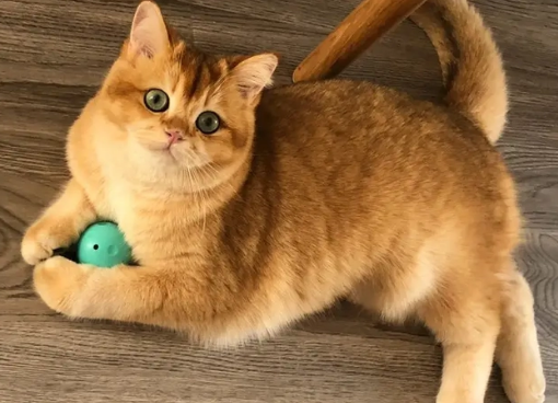 金渐层和橘猫傻傻分不清？快来看看吧~