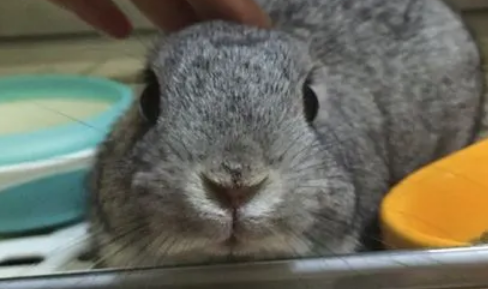 怎么给金吉拉兔洗澡,铲屎官来看看 怎么给金吉拉兔洗澡,铲屎官来看看