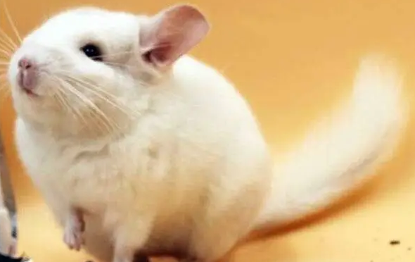 金斑龙猫该如何训练？我来告诉你答案！