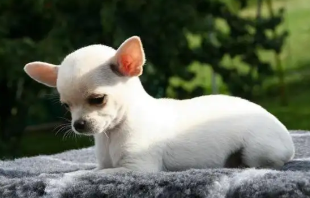 想知道吉娃娃和小鹿犬的区别？这篇文章会有答案哦~