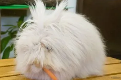 安哥拉兔怎么洗澡，来了解一下