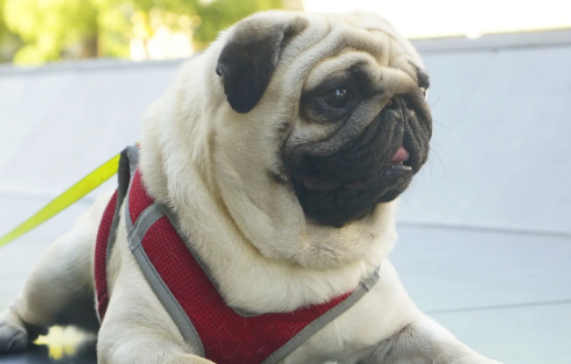 沙皮狗的特点快来看看，让你轻松拿捏~