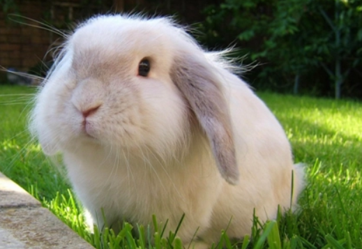 美国长毛垂耳兔多少钱，想了解的过来看看吧