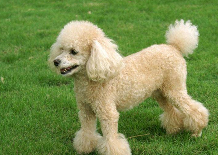 贵宾多久梳一次毛？一般频率是这样