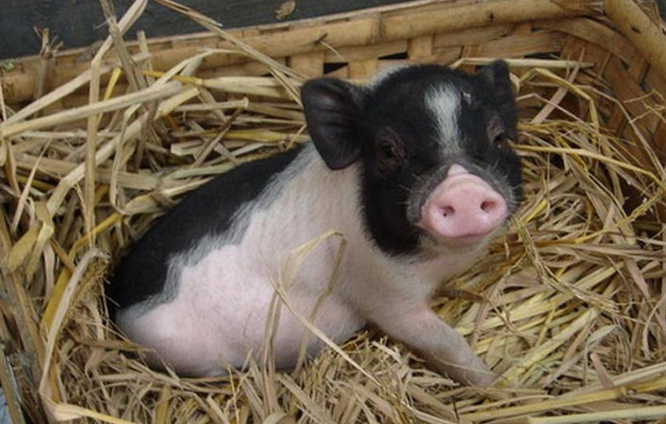 快来了解，小香猪真的长不大吗？