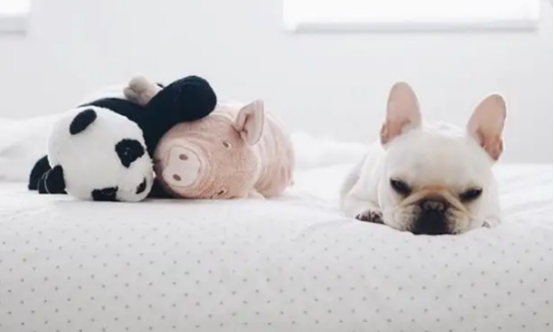 和法斗很像的狗叫什么？你们知道吗？