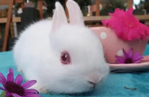超级萌的波兰兔，了解一下多少钱一只？