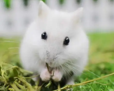 短尾仓鼠会咬人吗？当然会，可别小瞧它！