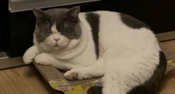 猫咪最喜欢的六个睡觉地点，每一个都有讲究