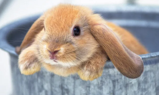 法国垂耳兔怎样喂不臭，这里有方法