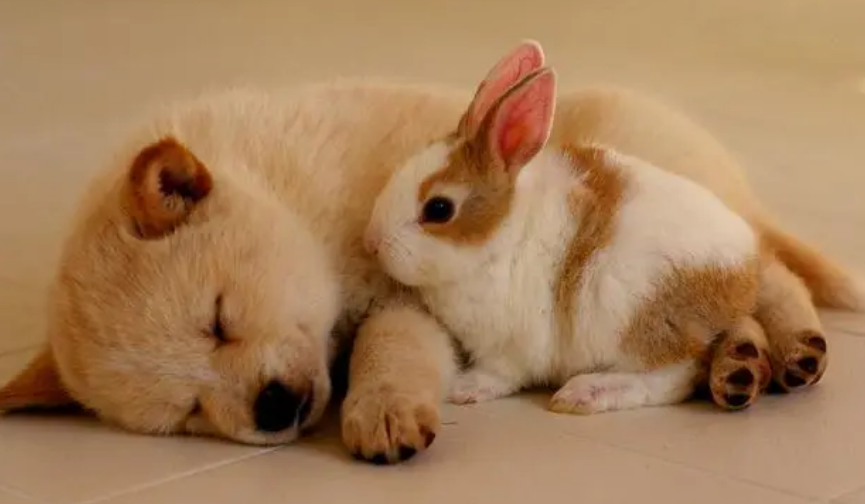 犬瘟试纸出错率大吗？是否可以准确测试出来！