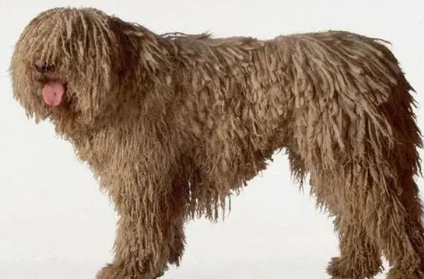 一篇文章教你如何分辨波利犬和可蒙犬