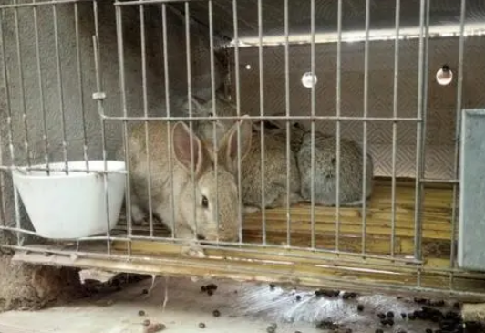 塞北兔就是野兔吗？想知道的来看看！