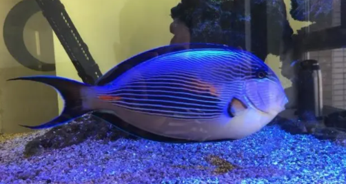 带你了解红海骑士好养吗？感兴趣的来了解一下！