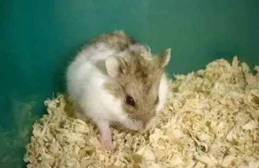 一线仓鼠为什么会无缘无故的死?原来是因为这个 一线仓鼠为什么会无缘无故的死?原来是因为这个