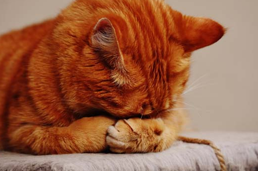 橘猫眼睛哪种瞳色比较稀有？来看就知道了~