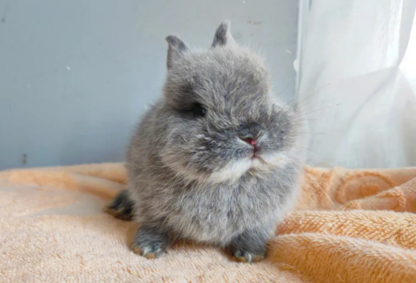 暹罗侏儒兔脾气好吗？想饲养的一定要了解！