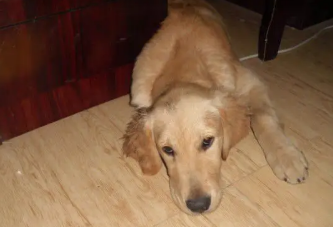 金毛换毛颜色会变深吗？看完这篇文章，你们就知道了