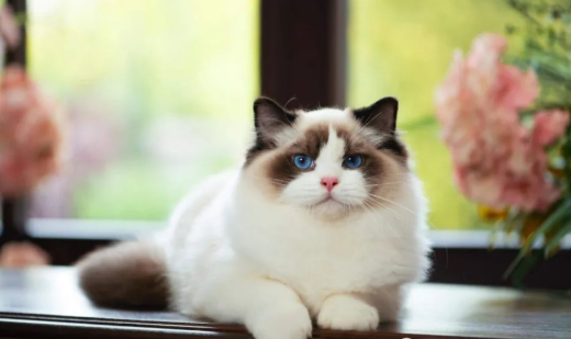 什么叫布偶海双？这波科普要收藏