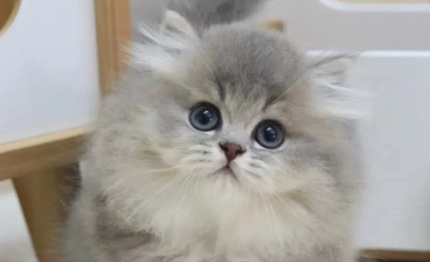 在家里养猫，有必要去买个猫窝吗？没有窝会有什么影响