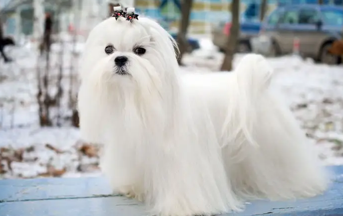马耳他犬毛发如何修剪？新手必看