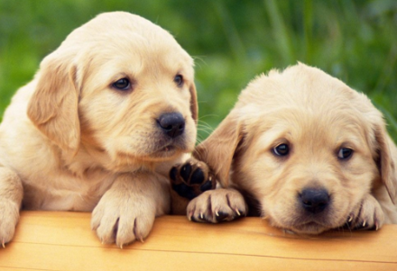 小狗喝水呛到了怎么办？不知道的快来看看！